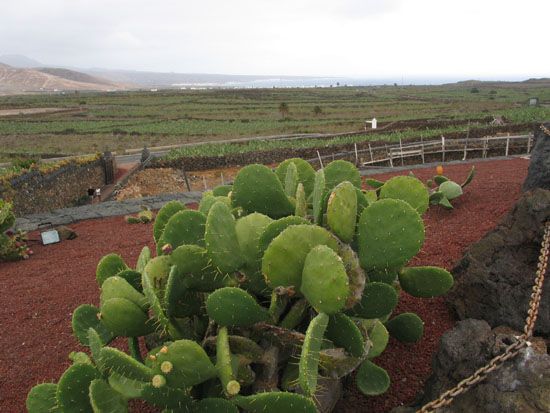 Jardín de Cactus