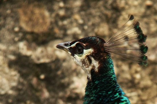 Pfau beim Castelo de São Jorge