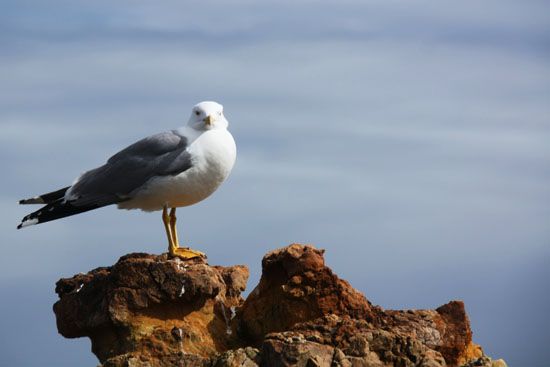 Möwe in Cascais