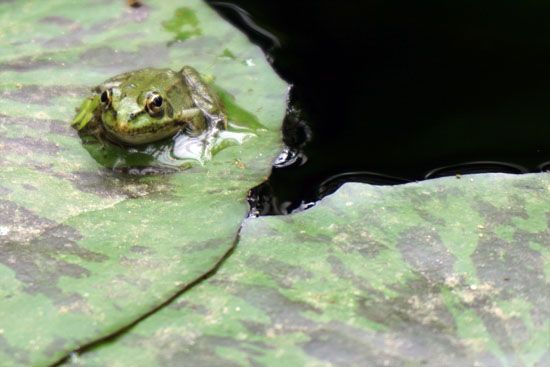 Frosch in Chaument-Sur-Loire