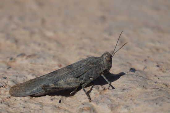 Bergbewohner