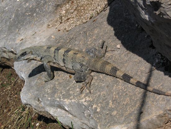 Chichén Itzá: Leguan