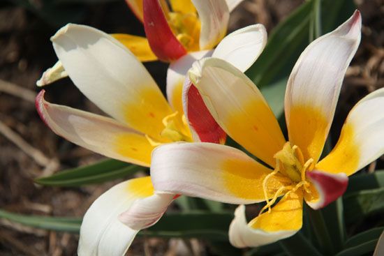 Blumen im Battery Park