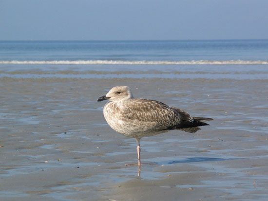 Norderney - Möwe am Strand