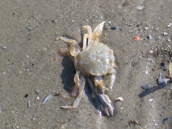 Norderney - Krabbenleiche am Strand