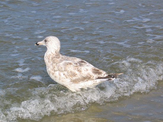 Norderney - Möwe am Strand