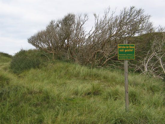 Norderney Dünen