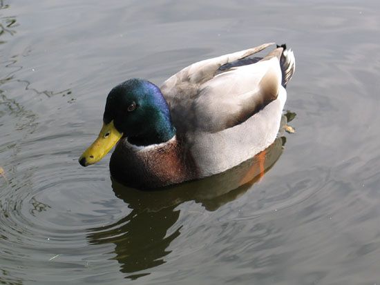 Norderney - Ente im Teich