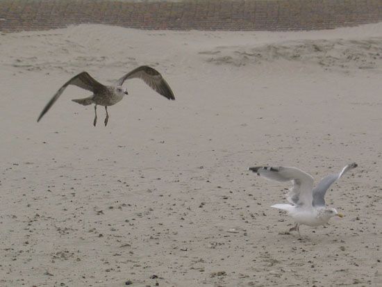 Norderney - fliegende Möwen