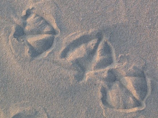 Norderney - Spuren im Sand