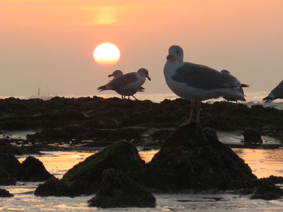 Norderney - Möwen im Sonnenuntergang