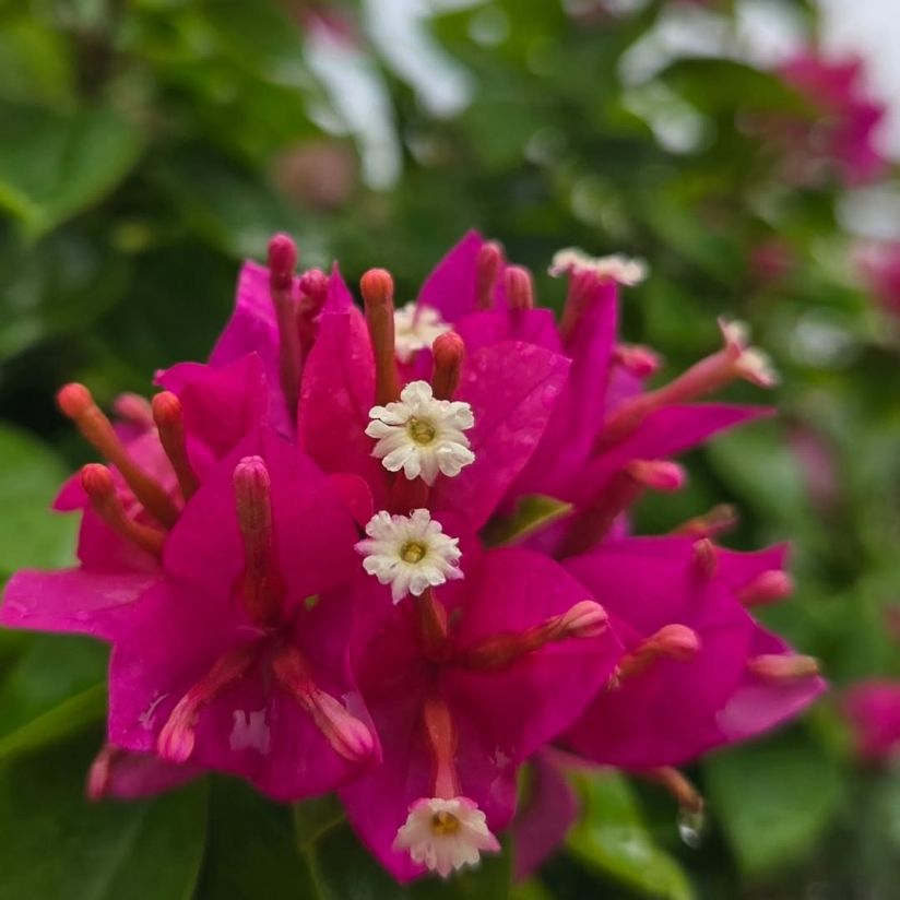 Bougainvillea