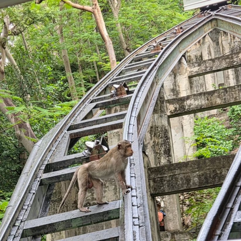 Makaken auf dem Weg zum Sommerpalast