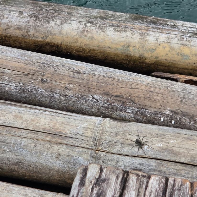 Pfui Spinne auf dem Floß