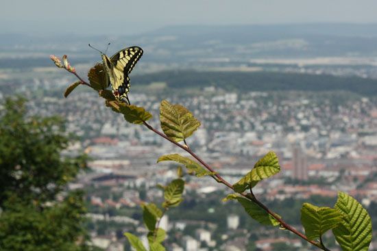 Schmetterling