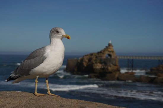 Möwe vom Rocher de la Vierge