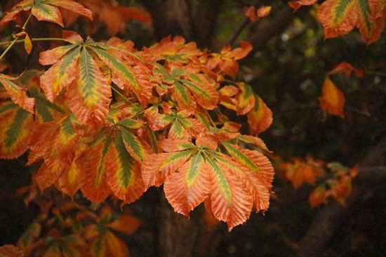 Herbststimmung im Parque de El Retiro