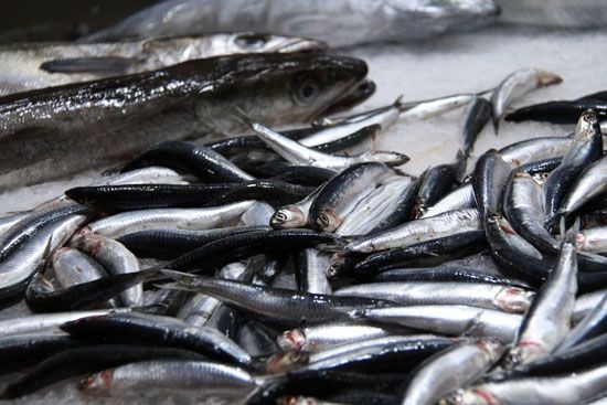 Fische im Mercado Central