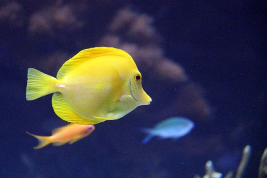 Fische im L’Oceanogràfic