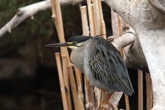 Vogel im L’Oceanogràfic