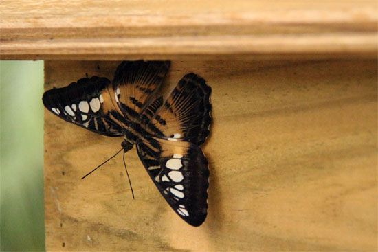 Schmetterling im L’Oceanogràfic