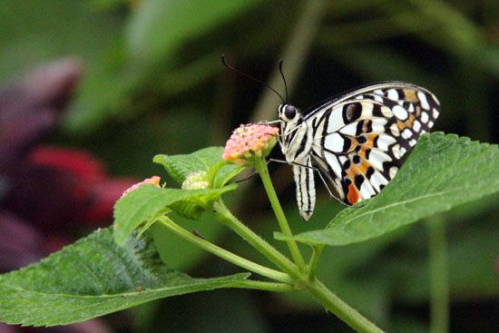 Schmetterling im L’Oceanogràfic