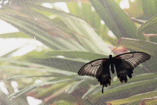 Schmetterling im L’Oceanogràfic