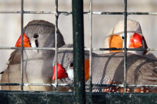 Vogelvoliere im Botanischen Garten