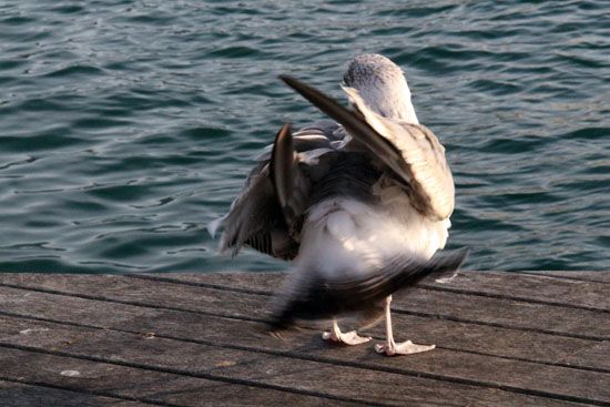 Möwe am Hafen