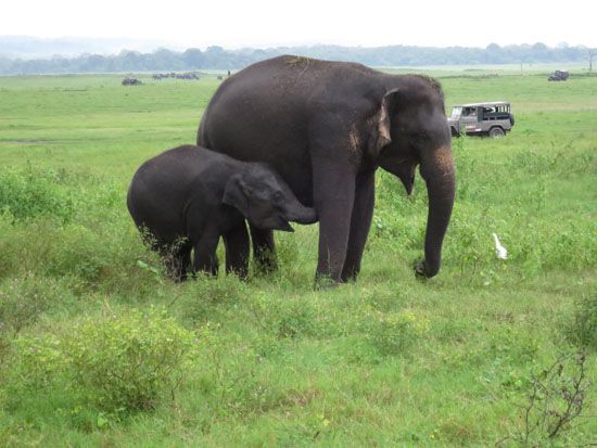 Elefantenbeobachtung auf Jeepsafari