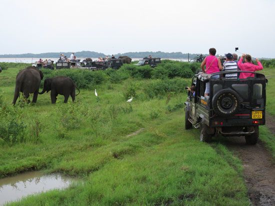 Elefantenbeobachtung auf Jeepsafari