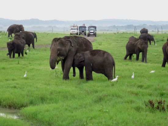 Elefantenbeobachtung auf Jeepsafari