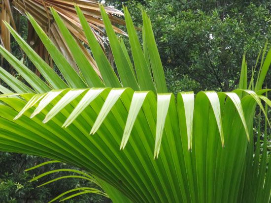 Botanischer Garten Peradeniya