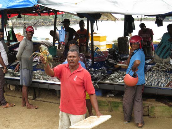 Fischmarkt in Galle