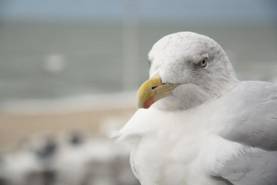 Möwe in Westerland