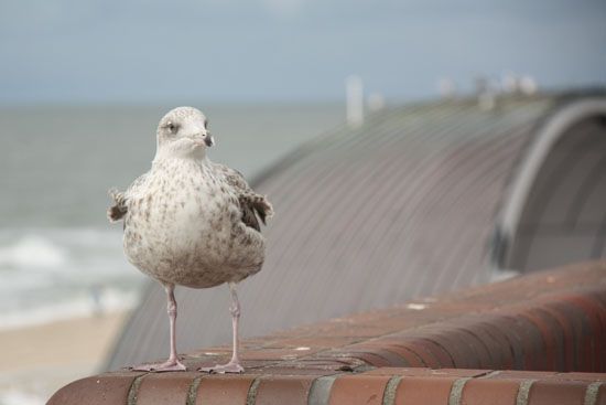 Möwe in Westerland