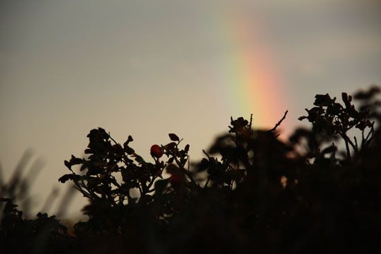 Regenbogen