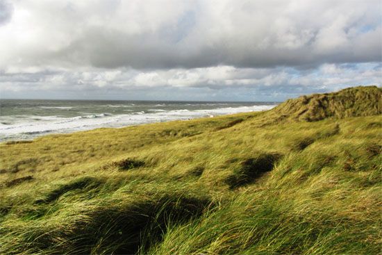 Dünen auf Sylt