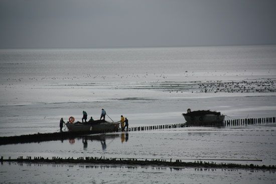 Boote im Watt