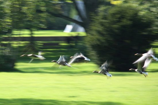 Enten an der Alster