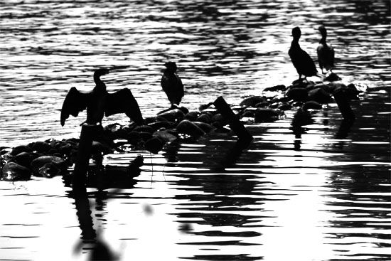 Enten an der Alster