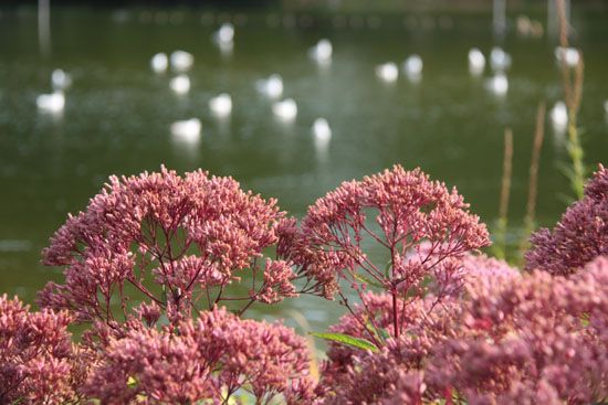 Planten un Blomen