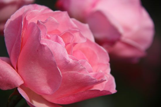 Rosen in Planten un Blomen