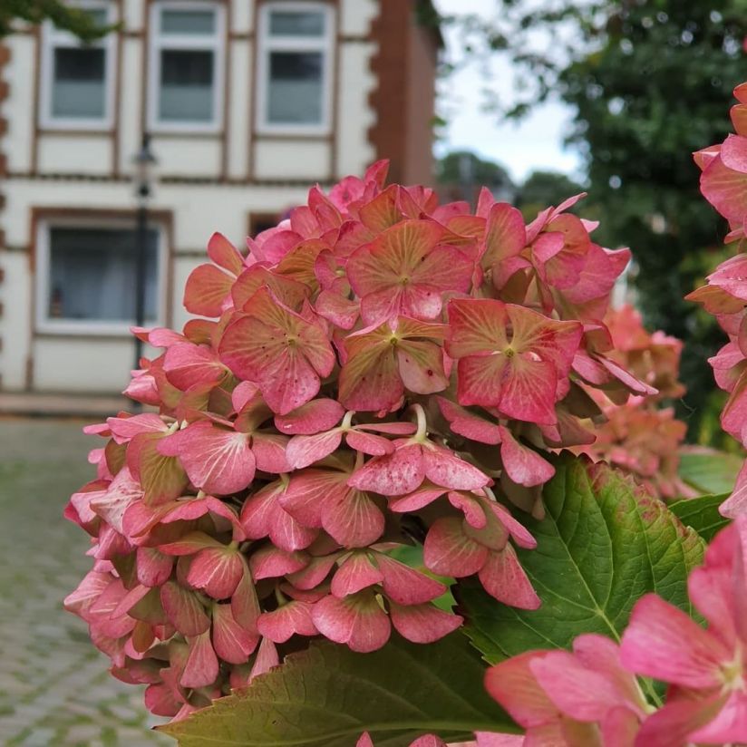 Friedrichstadt
