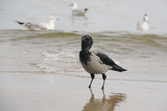 Möwen und Raben am Strand