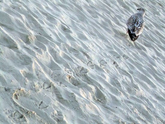 Einsame Möwe am Strand