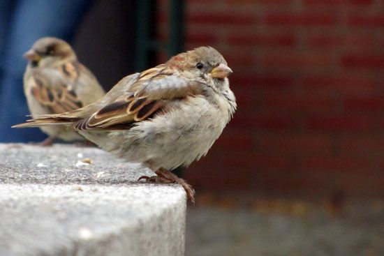 Wohlgenährter Spatz