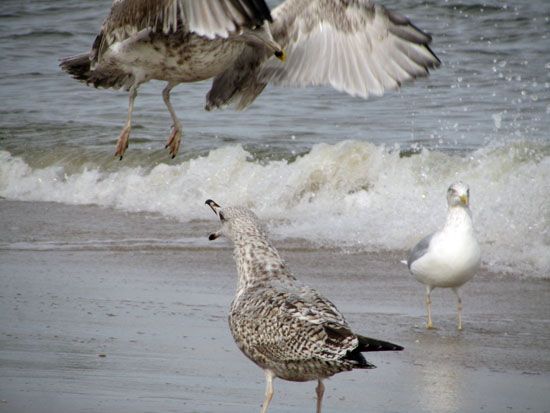 Zänkische Möwen am Strand