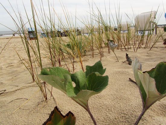 Am Strand von Ahlbeck