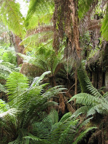 Great Ocean Road - Otway National Park